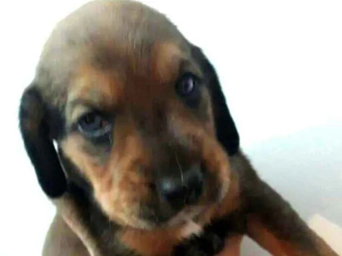 Cachorro ra a Mestiços de Cocker  idade Abaixo de 2 meses nome Filhotes mix Cocker 