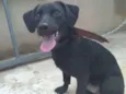 Giovani