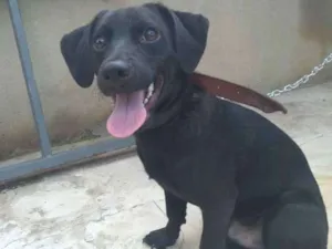 Cachorro raça Vira lata idade 2 a 6 meses nome Giovani
