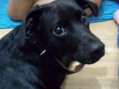 Cachorro raça Vira lata idade 2 a 6 meses nome Giovani
