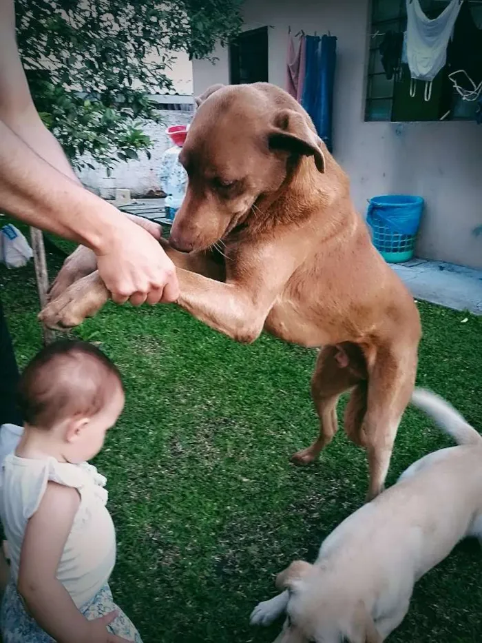 Cachorro ra a Mestiço idade 5 anos nome Pernalonga