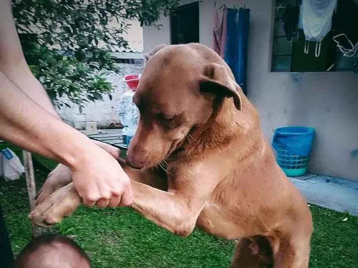 Cachorro ra a Mestiço idade 5 anos nome Pernalonga