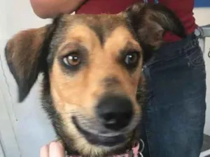 Cachorro raça SRD idade 2 anos nome Caramelo