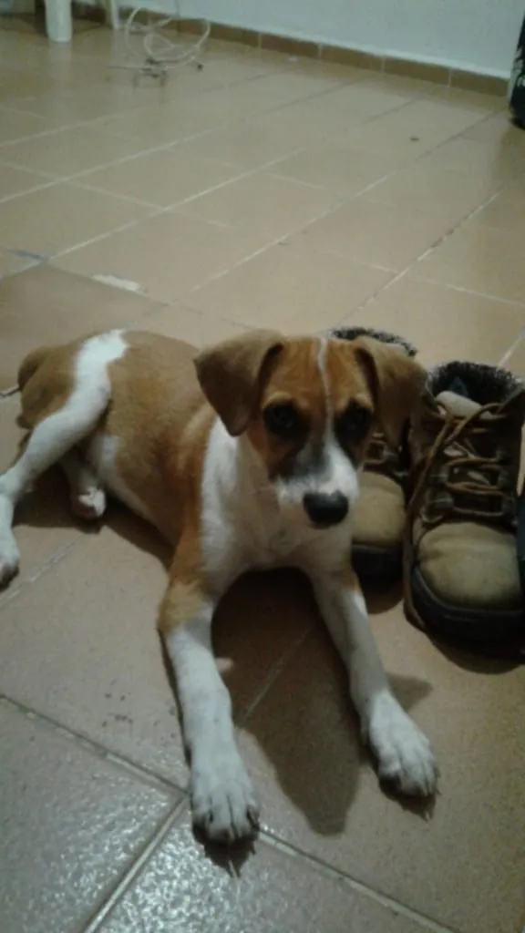 Cachorro ra a Vira lata idade 2 a 6 meses nome Sem nome