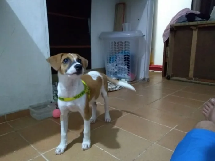 Cachorro ra a Vira lata idade 2 a 6 meses nome Sem nome