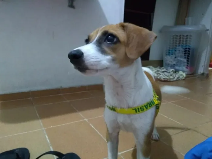 Cachorro ra a Vira lata idade 2 a 6 meses nome Sem nome