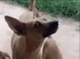 safira
