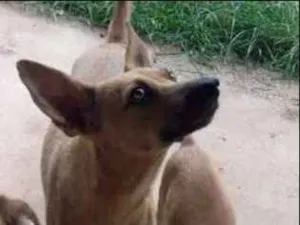 Cachorro raça vira-lata idade 2 anos nome safira