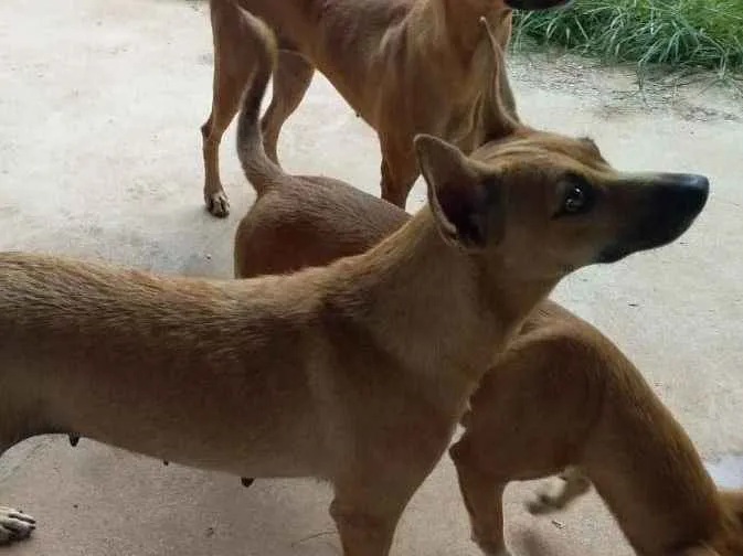 Cachorro raça vira-lata idade 2 anos nome safira