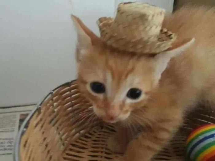 Gato raça Siamês  idade Abaixo de 2 meses nome Bob