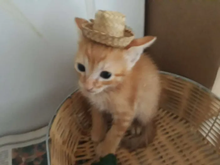 Gato raça Siamês  idade Abaixo de 2 meses nome Bob