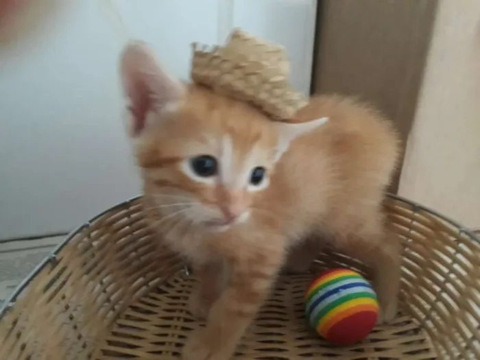 Gato raça Siamês  idade Abaixo de 2 meses nome Bob