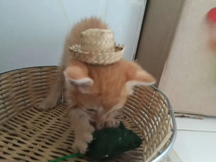 Gato raça Siamês  idade Abaixo de 2 meses nome Bob