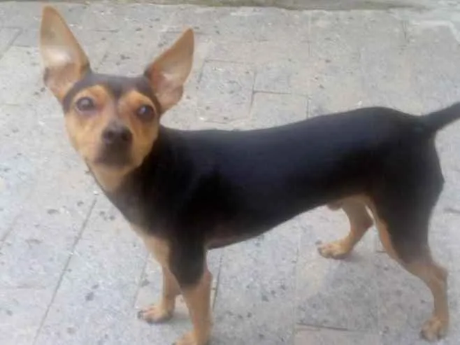 Cachorro raça Pinscher 2 idade 7 a 11 meses nome Pingo