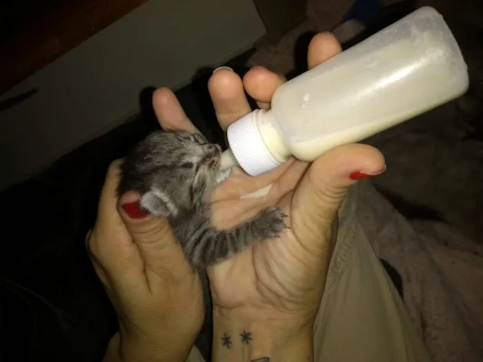 Gato ra a Indefinida idade Abaixo de 2 meses nome Sem nome