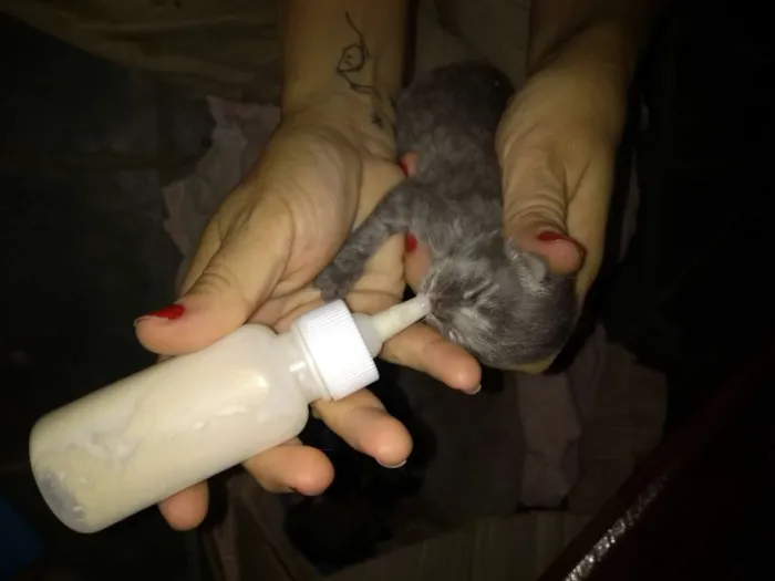 Gato ra a Indefinida idade Abaixo de 2 meses nome Sem nome