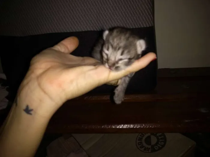 Gato ra a Indefinida idade Abaixo de 2 meses nome Sem nome