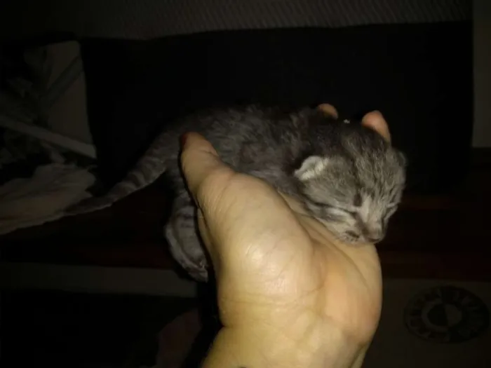 Gato ra a Indefinida idade Abaixo de 2 meses nome Sem nome
