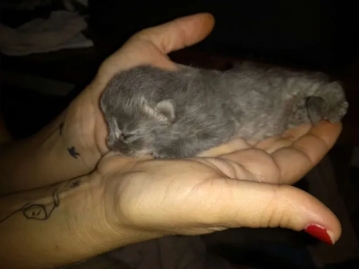 Gato ra a Indefinida idade Abaixo de 2 meses nome Sem nome