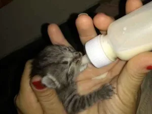 Gato raça Indefinida idade Abaixo de 2 meses nome Sem nome