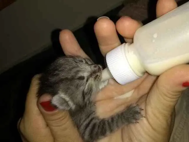 Gato ra a Indefinida idade Abaixo de 2 meses nome Sem nome