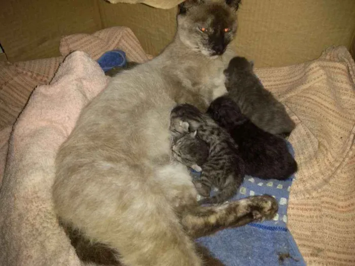Gato ra a Indefinida idade Abaixo de 2 meses nome Sem nome
