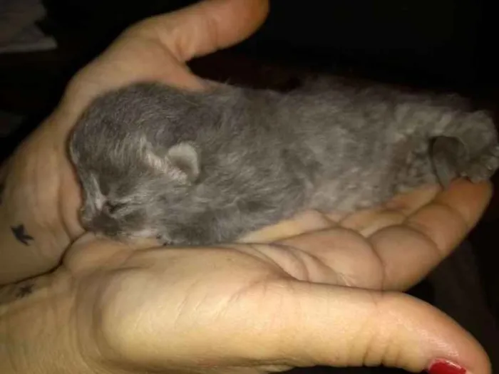 Gato ra a Indefinida idade Abaixo de 2 meses nome Sem nome