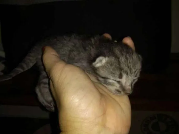 Gato ra a Indefinida idade Abaixo de 2 meses nome Sem nome