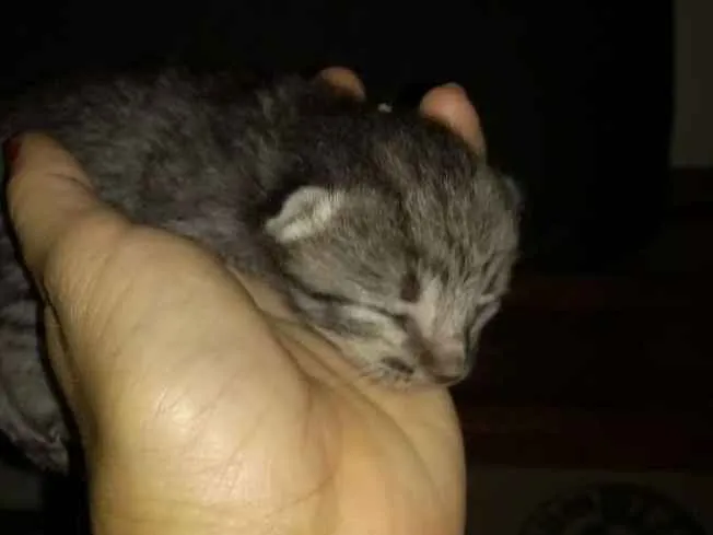 Gato ra a Indefinida idade Abaixo de 2 meses nome Sem nome