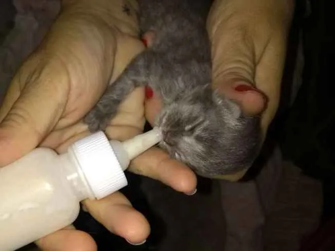 Gato ra a Indefinida idade Abaixo de 2 meses nome Sem nome