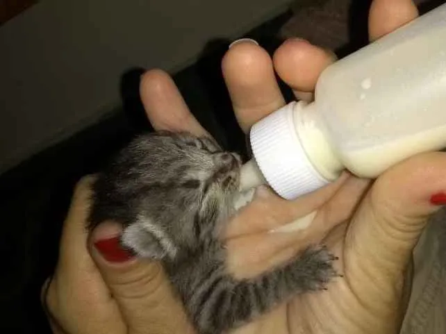 Gato ra a Indefinida idade Abaixo de 2 meses nome Sem nome