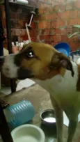 skulb