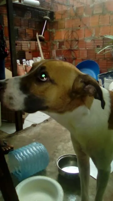 Cachorro ra a não sei idade 1 ano nome skulb