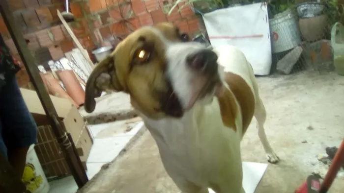 Cachorro ra a não sei idade 1 ano nome skulb