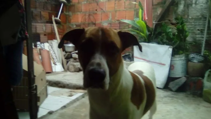 Cachorro ra a não sei idade 1 ano nome skulb