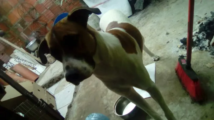Cachorro ra a não sei idade 1 ano nome skulb