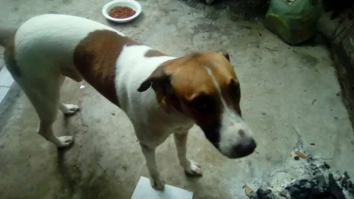 Cachorro ra a não sei idade 1 ano nome skulb