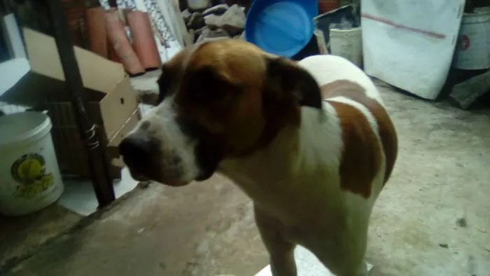 Cachorro ra a não sei idade 1 ano nome skulb