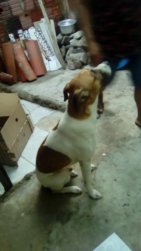 Cachorro ra a não sei idade 1 ano nome skulb