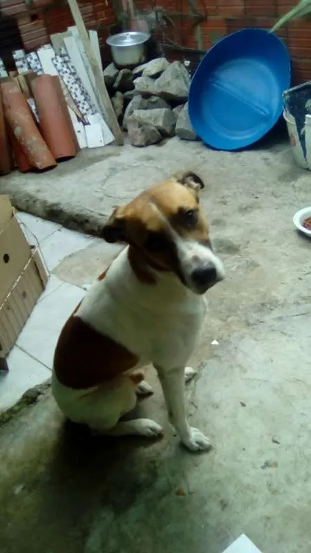 Cachorro ra a não sei idade 1 ano nome skulb