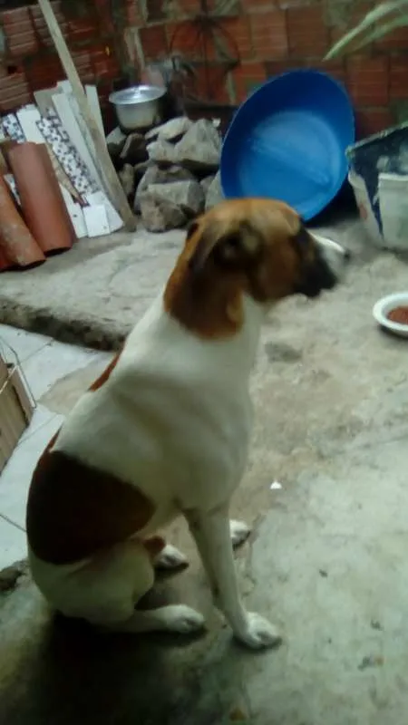 Cachorro ra a não sei idade 1 ano nome skulb
