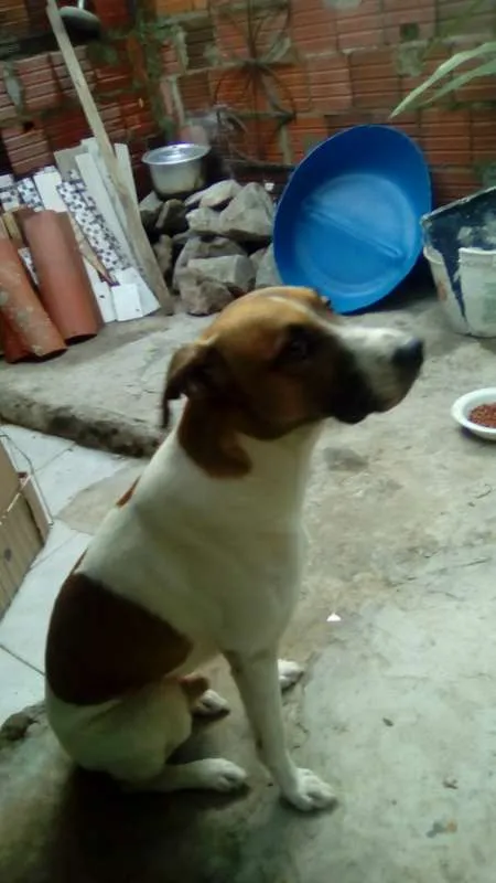 Cachorro ra a não sei idade 1 ano nome skulb