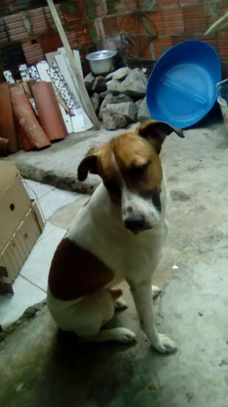 Cachorro ra a não sei idade 1 ano nome skulb