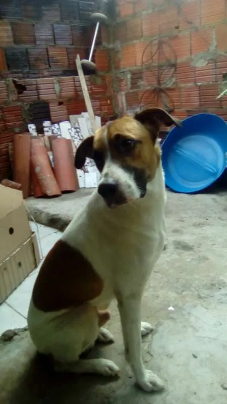 Cachorro ra a não sei idade 1 ano nome skulb
