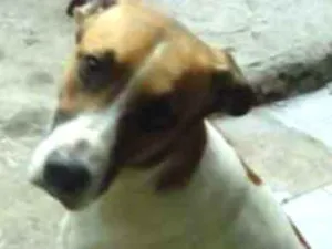 Cachorro raça não sei idade 1 ano nome skulb