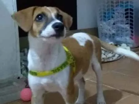 Cachorro ra a Vira lata idade 2 a 6 meses nome Sem nome