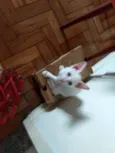 Orlando e Otávio