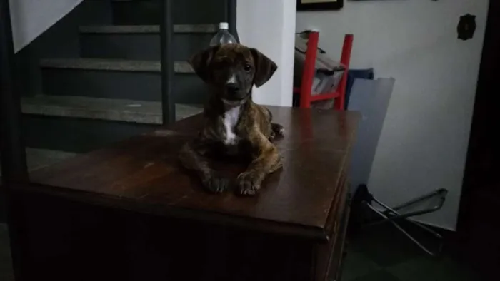 Cachorro ra a srd idade 2 a 6 meses nome Melissa