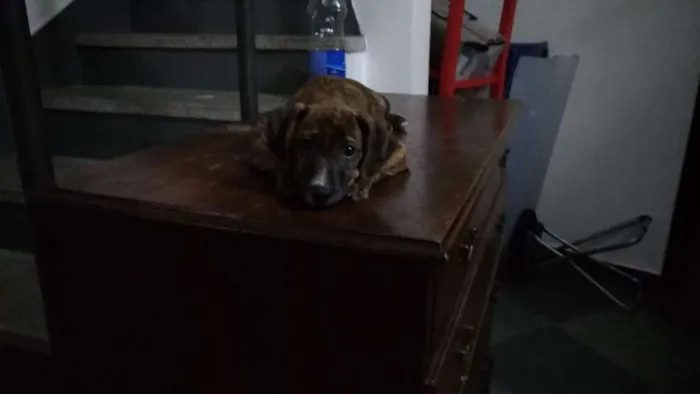 Cachorro ra a srd idade 2 a 6 meses nome Melissa