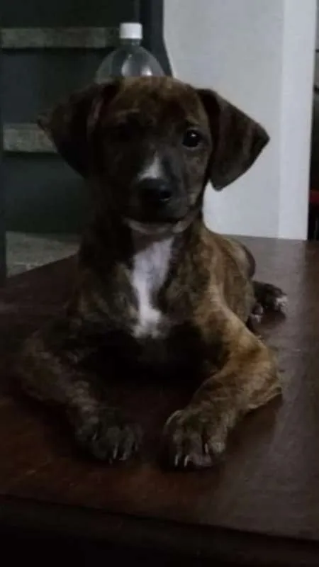 Cachorro ra a srd idade 2 a 6 meses nome Melissa